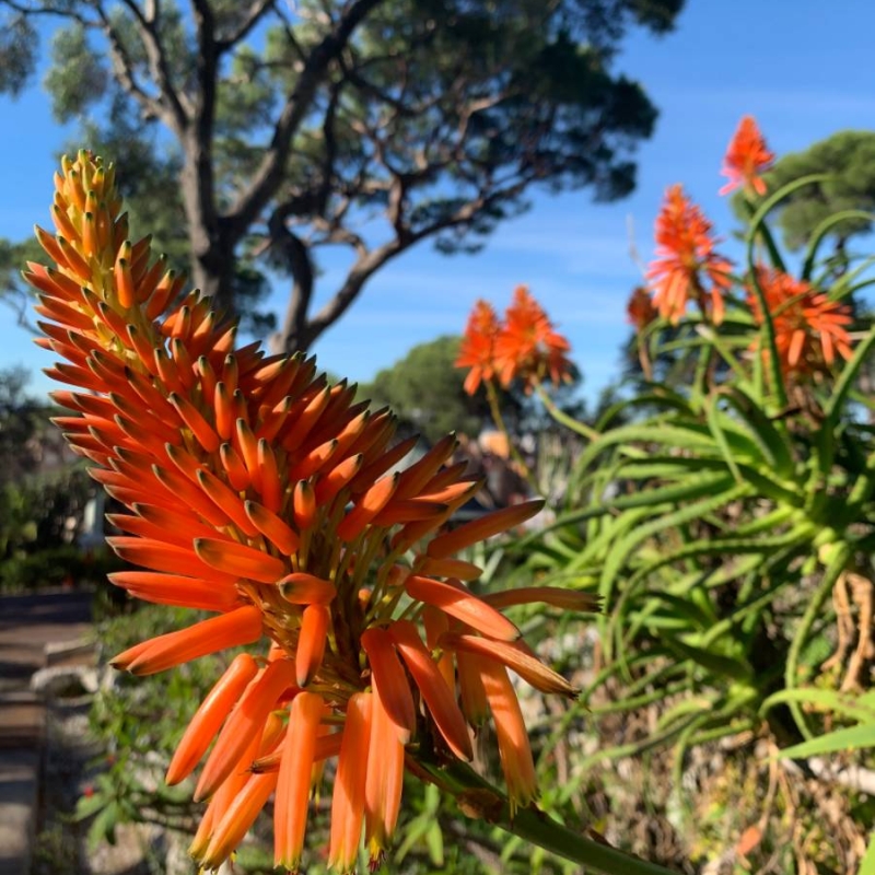 Candelabra Aloe Aloe arborescens